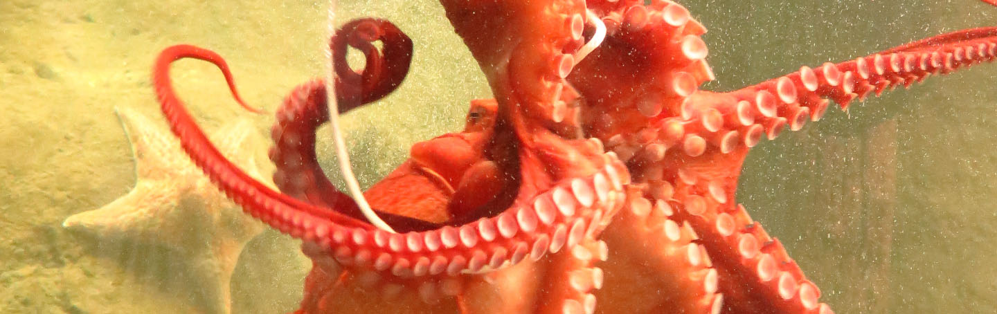 An orange octopus with swirling and curling tentacles dominates the photo.