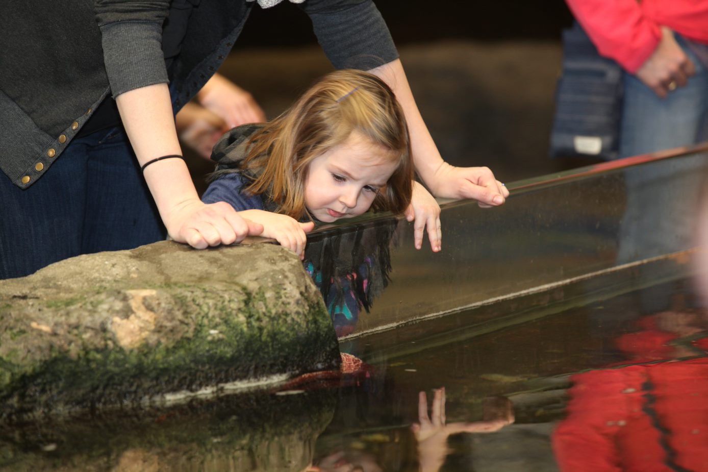 A child peers into a touch tank surrounded by adults.