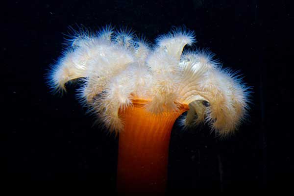 A feathery orange and white Plumose-Anemone, photo by Gerrit-Reinders is starkly lit with a black background.