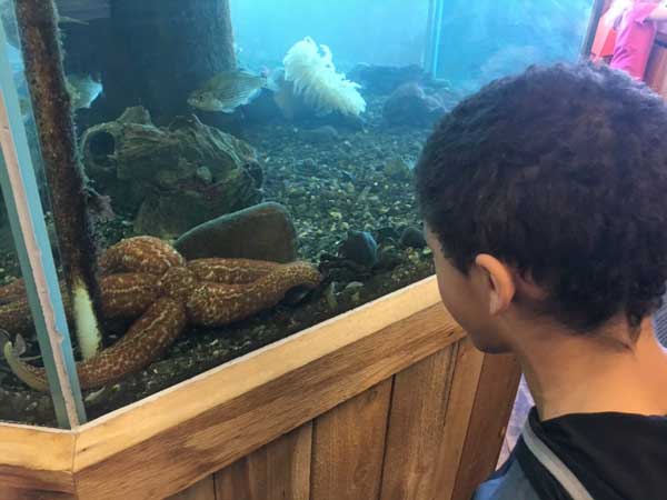 A youth peers into a tank to get a closer look at a starfish.