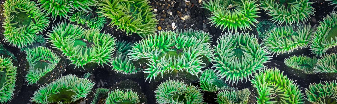 Dozens of green sea anemones on the pebbled sea floor.